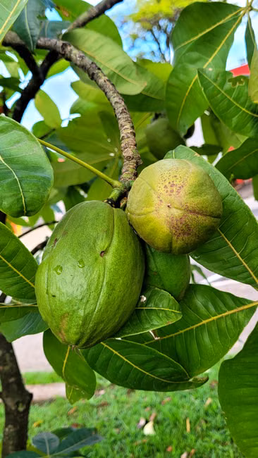 Mudas Frutíferas